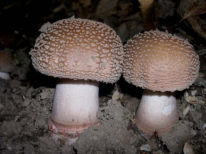 Amanita rubescens